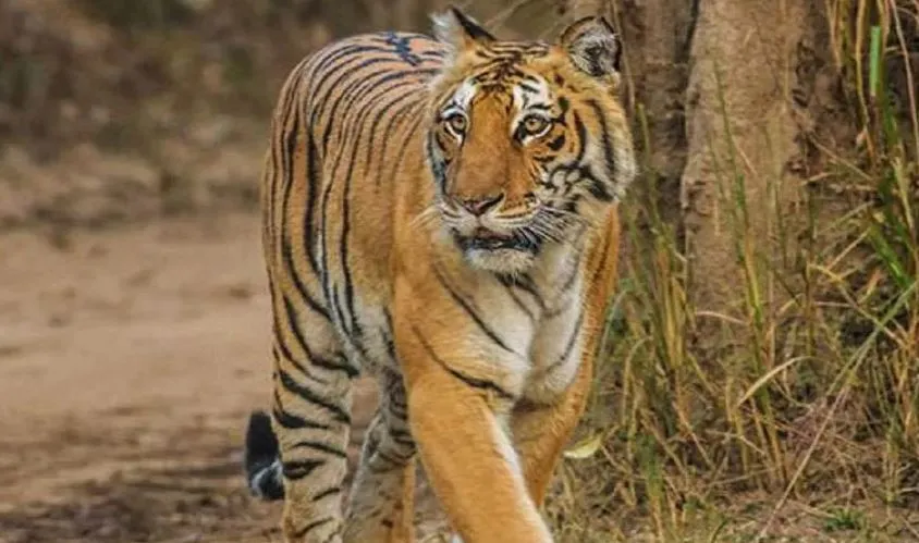 लखीमपुर-खीरी: मजदूरी करने निकले युवक पर बाघ ने किया हमला, मौत 