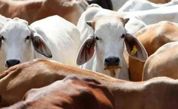 बरेली: धार्मिक स्थल के करीब फेंके पशुओं के अवशेष
