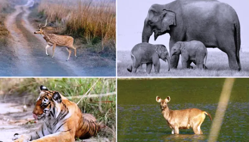 रामनगर: कार्बेट में Mobile App M-Stripes से होगी गश्त