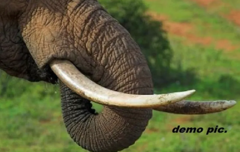 काशीपुर: कुमांऊ में पिछले चार सालों में चौथी बार पकड़े गए हाथी दांत के तस्कर