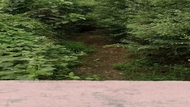 अयोध्या: 15 वर्षों से माइनर में टेल तक नहीं आया पानी, सिंचाई में परेशानी 
