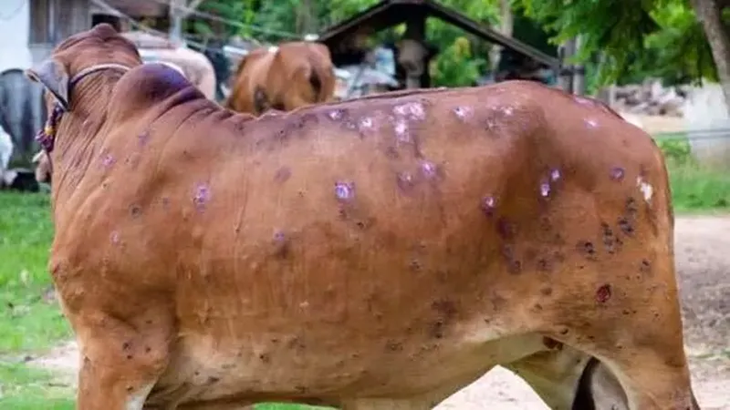 कुशीनगर: लंपी वायरस के लिए कुशीनगर जिले में बनाई गई 14 सर्विलांस टीमें