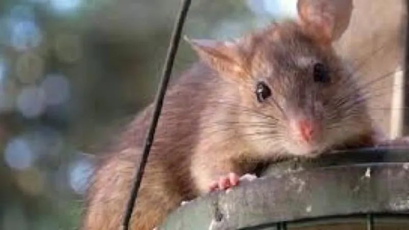 गजब! एक चूहा पकड़ने में उत्तर रेलवे ने खर्च कर दिए 41 हजार रुपए, आरटीआई में हुआ बड़ा खुलासा