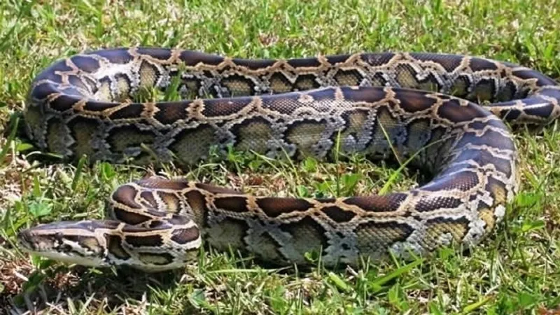 फिरोजाबाद: अजगर निकलने से गांव में मचा हड़कंप, नहीं पकड़ पाई वन विभाग की टीम