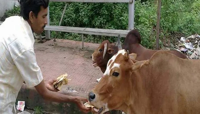 बरेली: पहली रोटी और आटे का चोकर गाय को अभियान चलाएगा नगर निगम