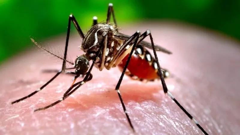 बांग्लादेश में बड़ा डेंगू का खतरा, सामने आए 3,015 नए मामले... मृतकों की संख्या बढ़कर 800 के पार 