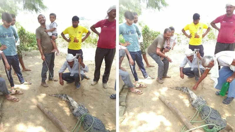 Etawah News: बाजरे के खेत में पांच फुट का मगरमच्छ मिलने से मचा हड़कंप, रेस्क्यू कर चंबल नदी में छोड़ा