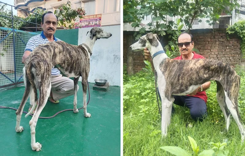 जहां से पैदा हुआ वहीं से लुप्त होने की कगार पर 'रामपुर हाउंड', पढ़िए रामपुर नवाबों के शिकारी डॉग की विशेष स्टोरी