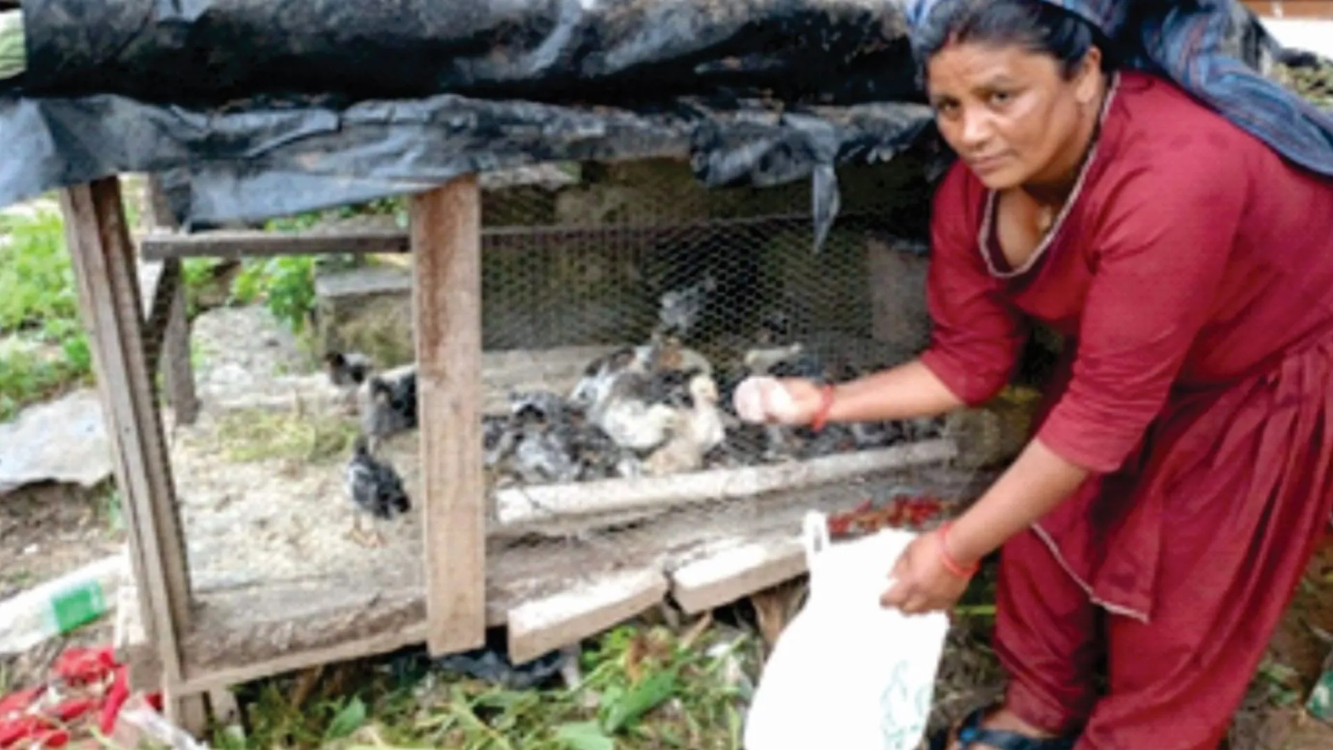 उत्तराखंड: मुर्गी पालन से महिलाएं हुईं सशक्त, 2500 क्रॉयलर चूजों का किया वितरण 