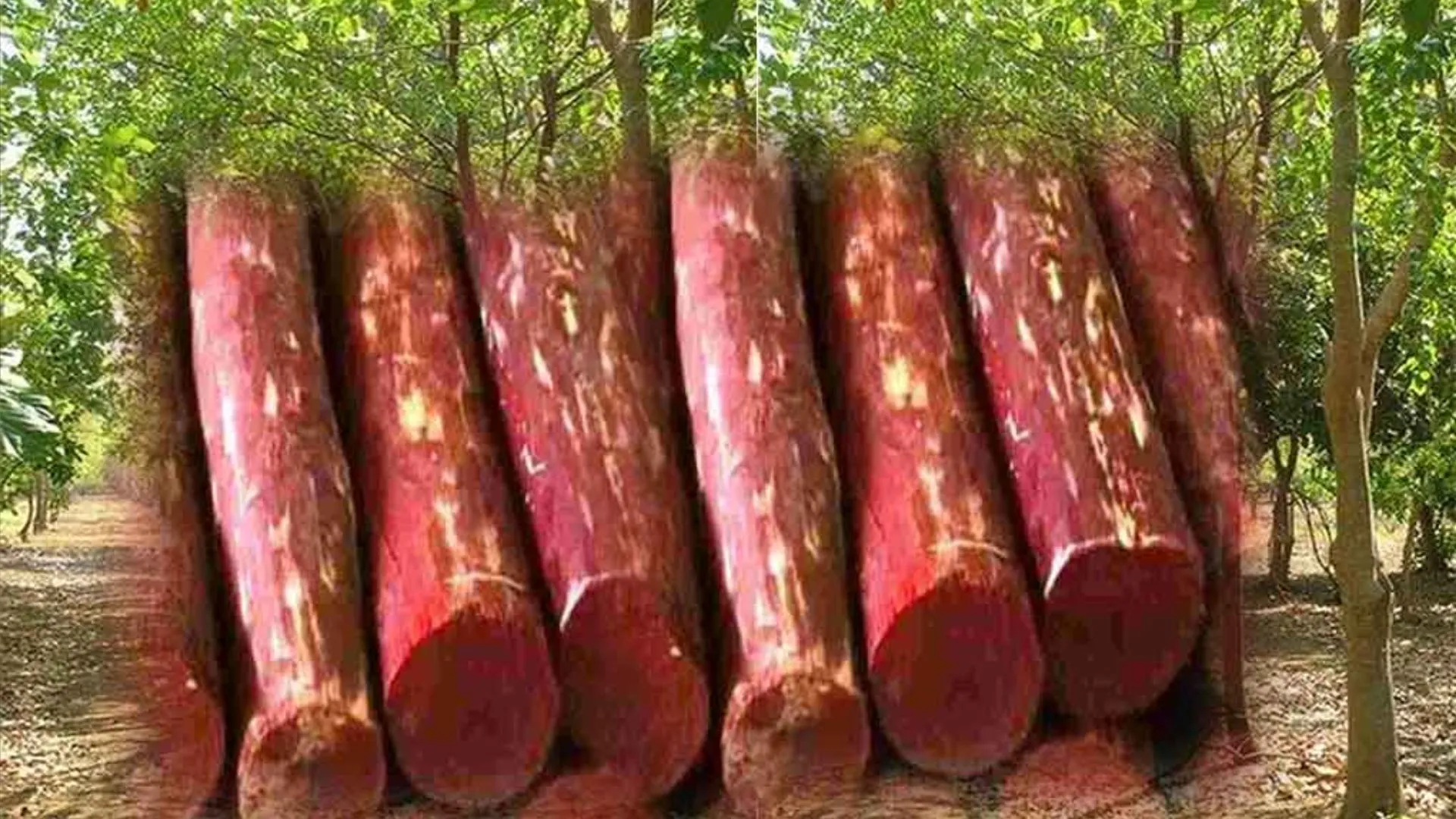 चंदन की लकड़ी की ऑनलाइन नीलामी से रिकॉर्ड कमाई, केवल एक पेड़ की बिक्री से मिले सवा करोड़ रुपये 