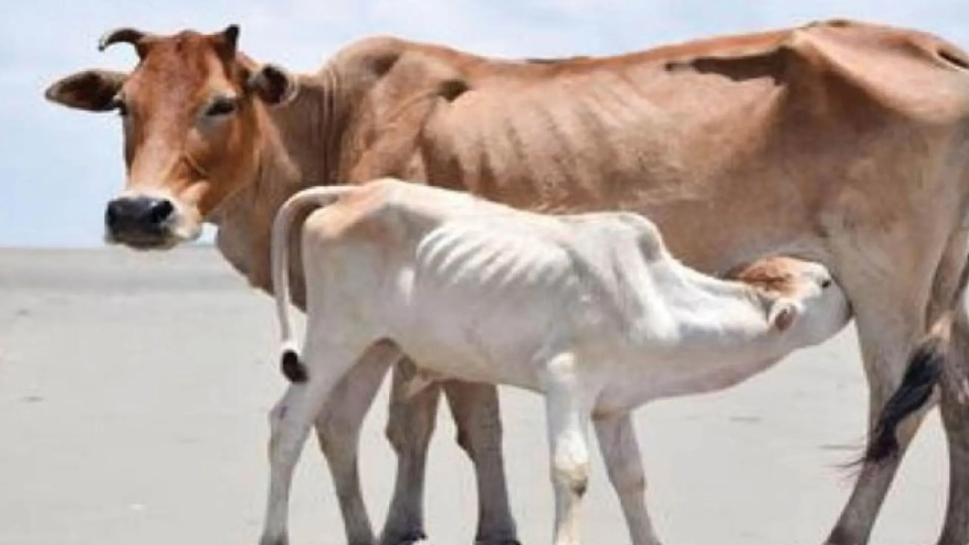 बरेली: स्वदेशी गायों की खरीद पर मिलेगा 40 फीसदी अनुदान