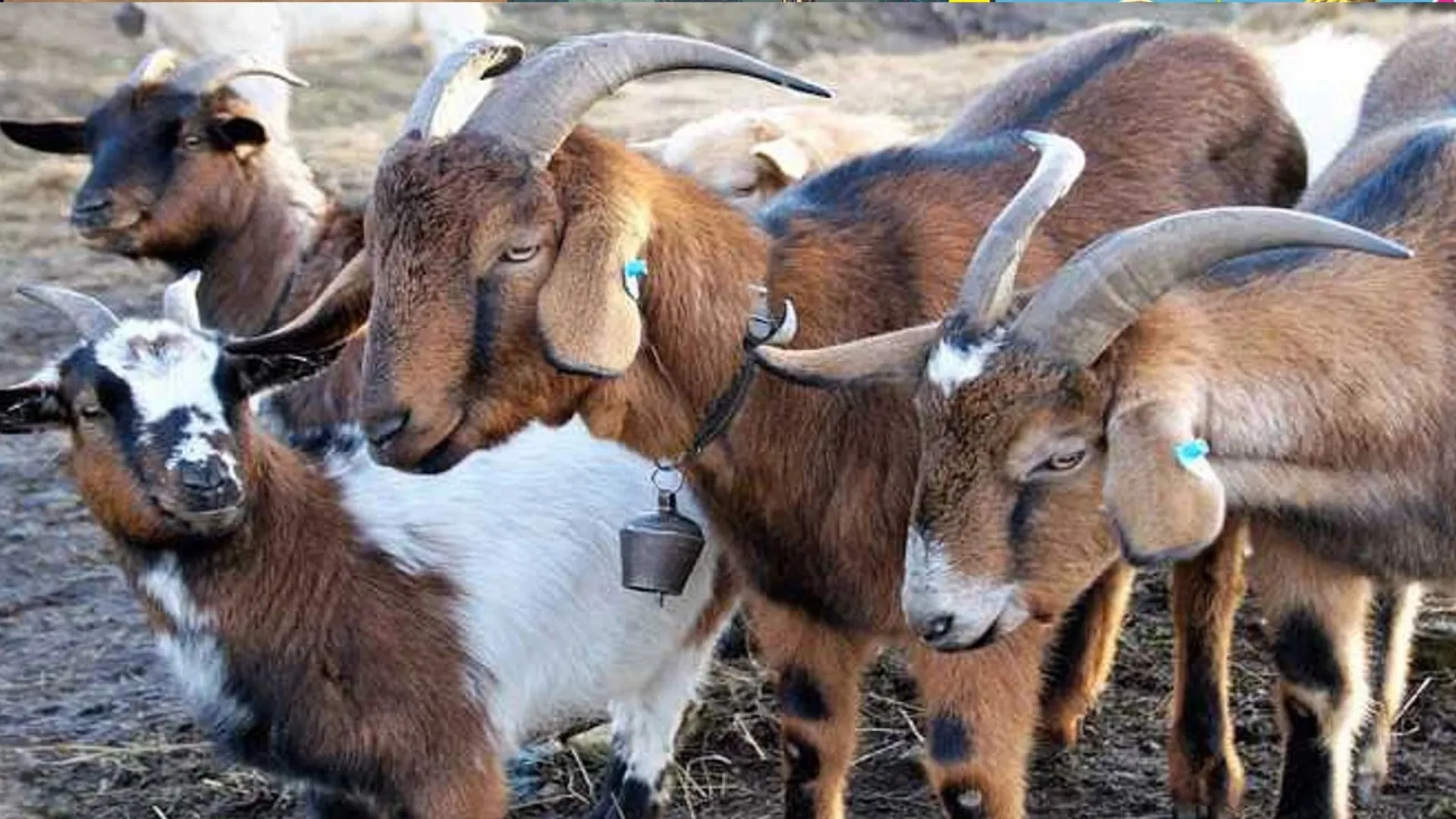 बकरी चोरी के शक में युवक को उल्टा लटकाकर पीटा, नीचे जला दी आग, और फिर...