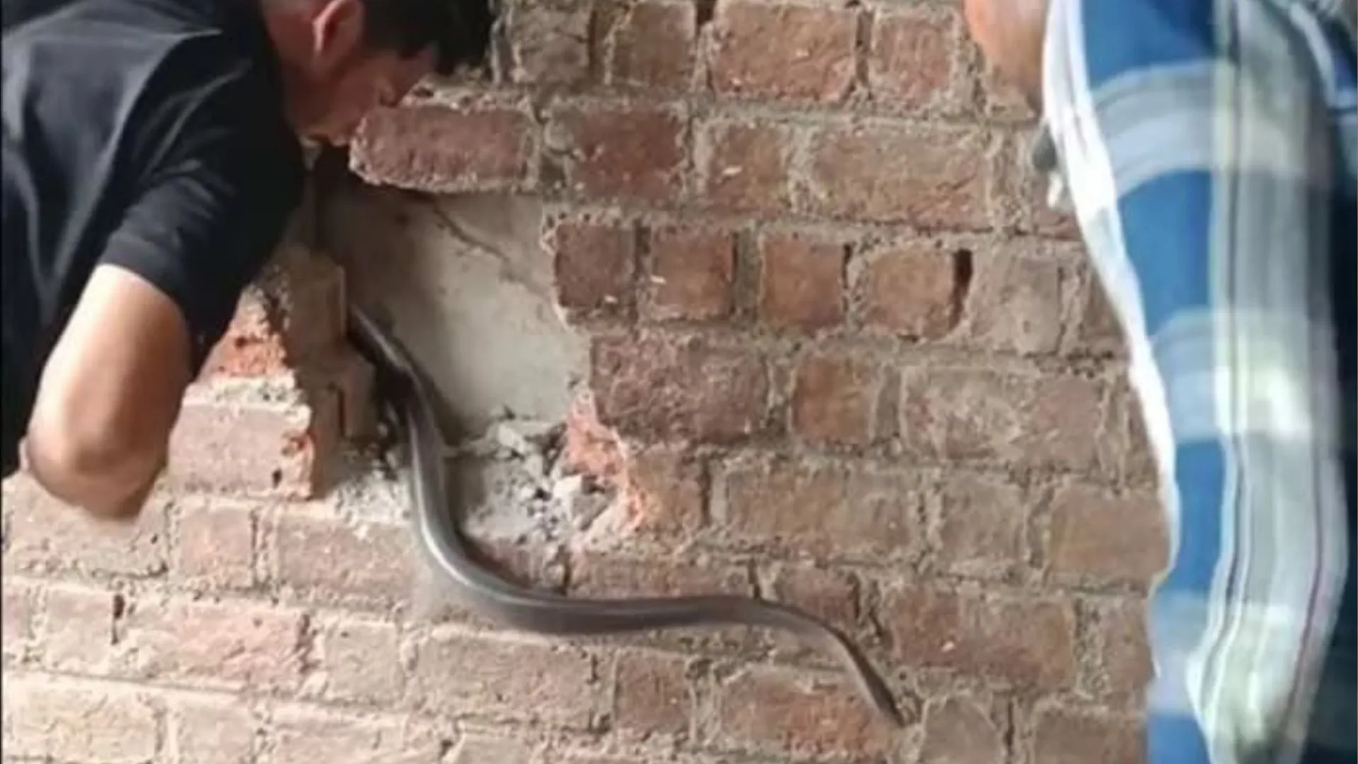 Video: आज तक नहीं देखा होगा सांप का ऐसा खतरनाक कांड, वीडियो देख थम जाएंगी सांसे 