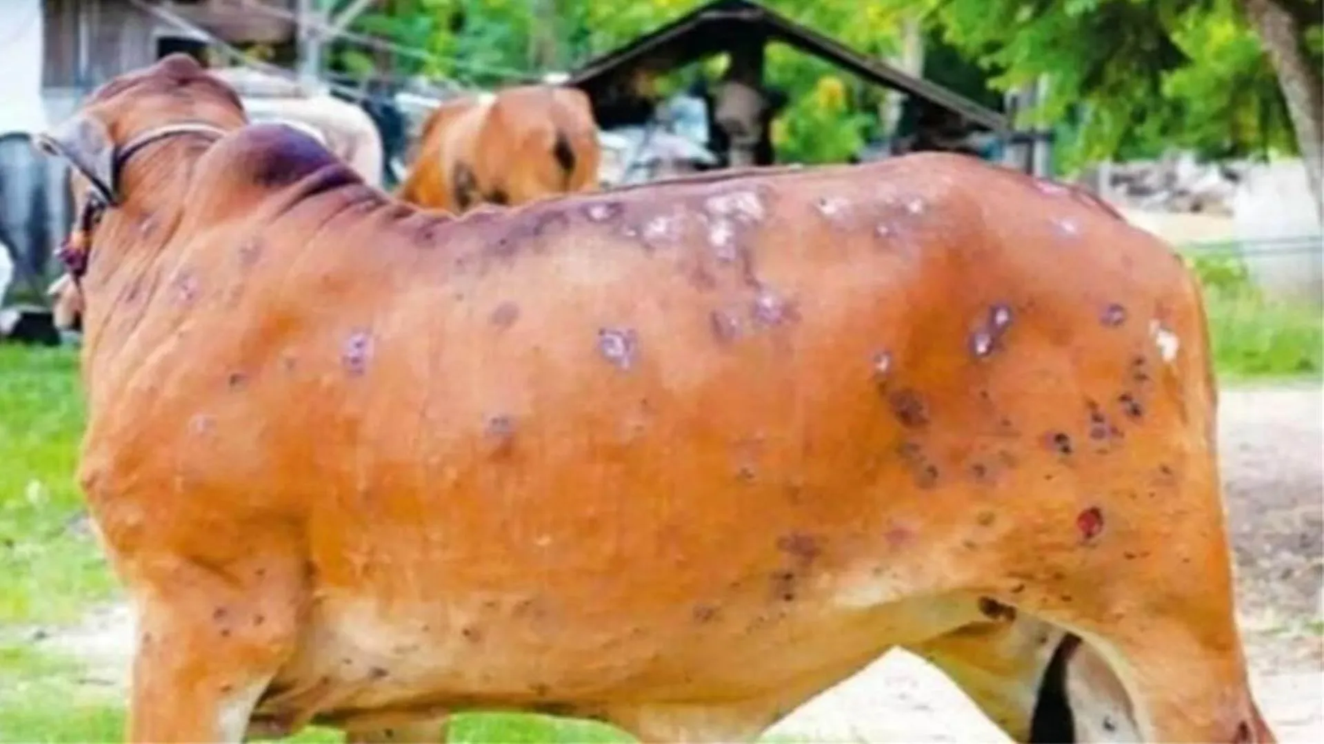 लंपी वायरस : पशुओं को बेचने और बाहर से लाने और ले जाने पर रोक