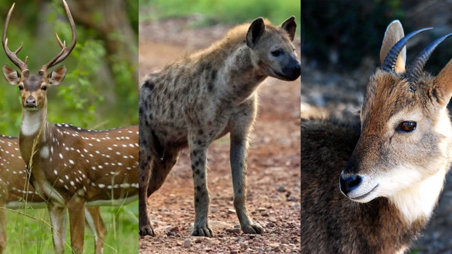बरेली में चीतल, लकड़बग्घा और घुरल की संख्या शून्य