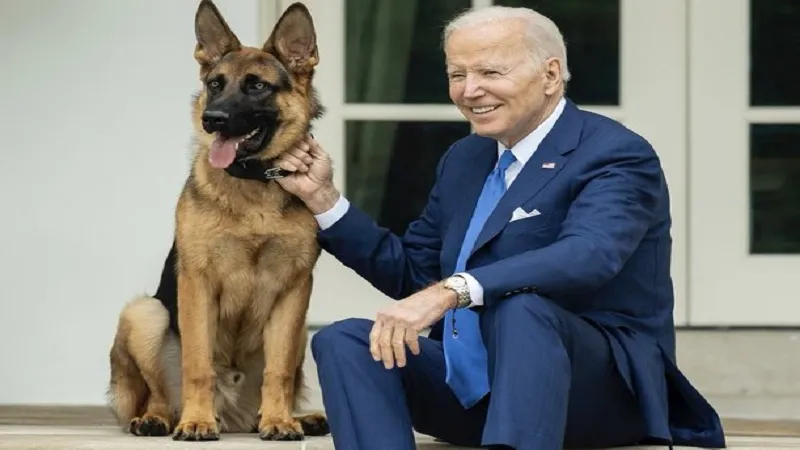 US: जो बाइडेन के जर्मन शेफर्ड कुत्ते ने  सीक्रेट सर्विस एजेंट को काटा, जानिए पूरा मामला 