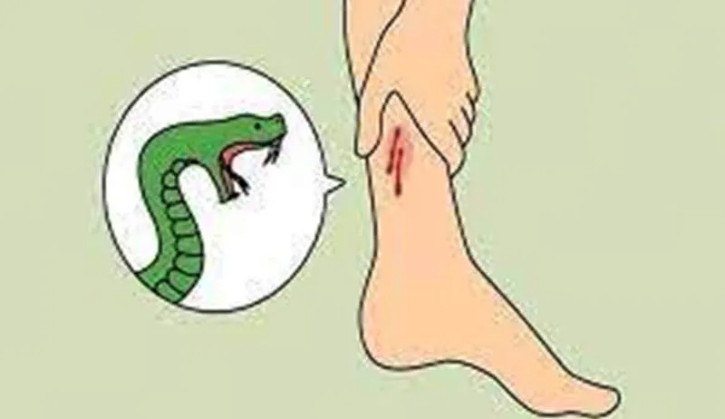 बाजपुर: धान के खेत में स्प्रे करने गए मजदूर को सांप ने काटा, मौत