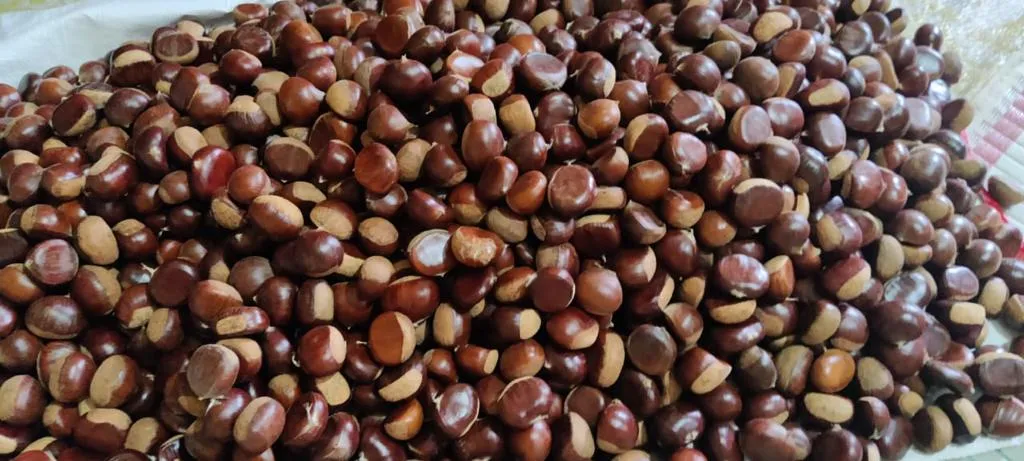 नैनीताल: क्या कहा... आपने आज तक चखा ही नहीं 'पांगर' ...ये तो बड़ा फायदेमंद है! 