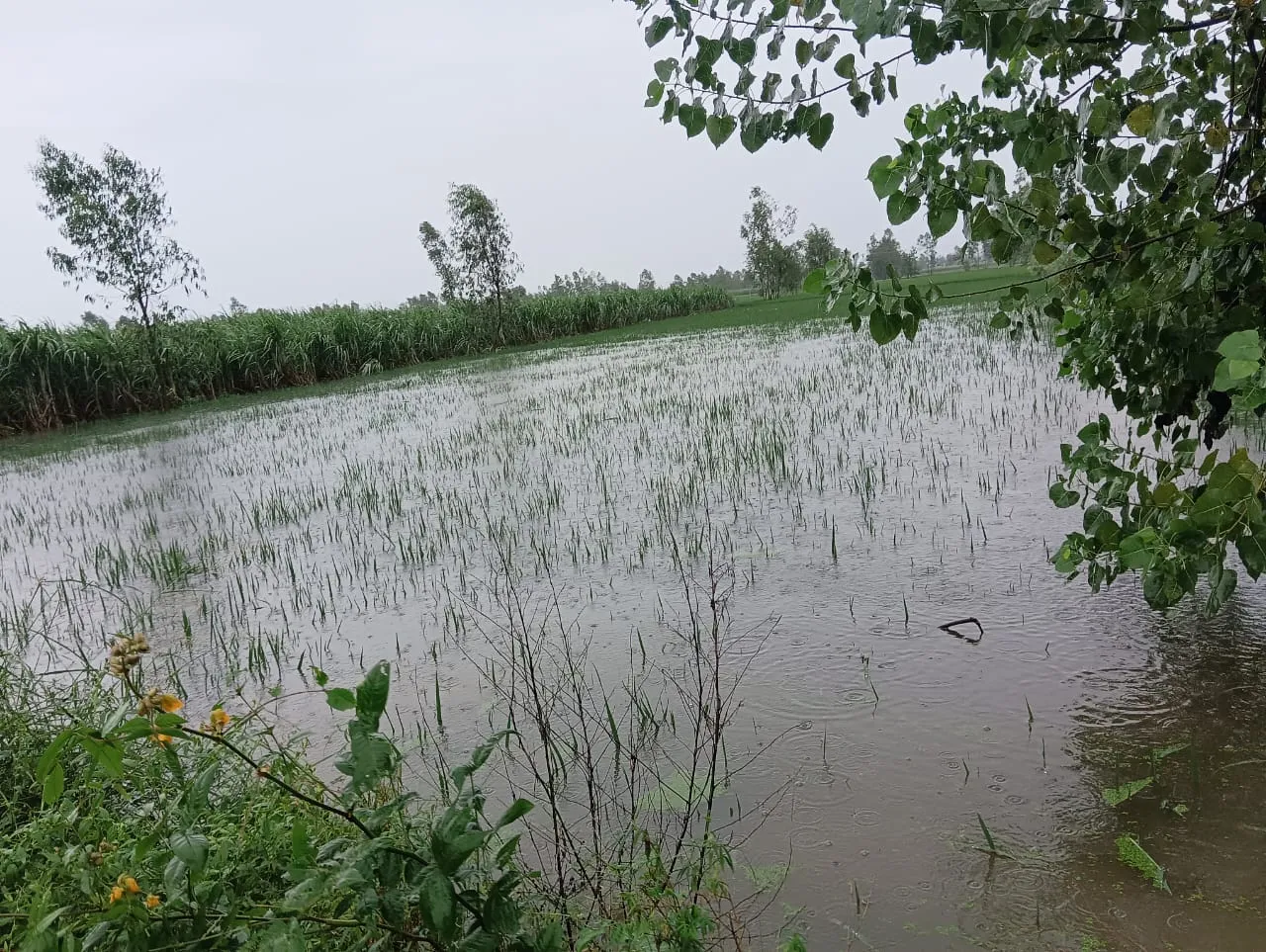 जसपुर: क्षेत्र में हुई भारी वर्षा से किसानों की धान की फसल का काफी नुकसान हो गया 