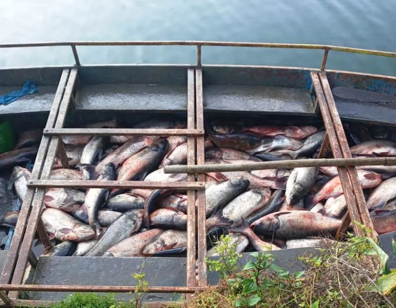 नैनीताल:  नैनी झील से करीब 20 क्विंटल कॉमन कार्प और बिग हेड मछलियां बाहर निकालीं 