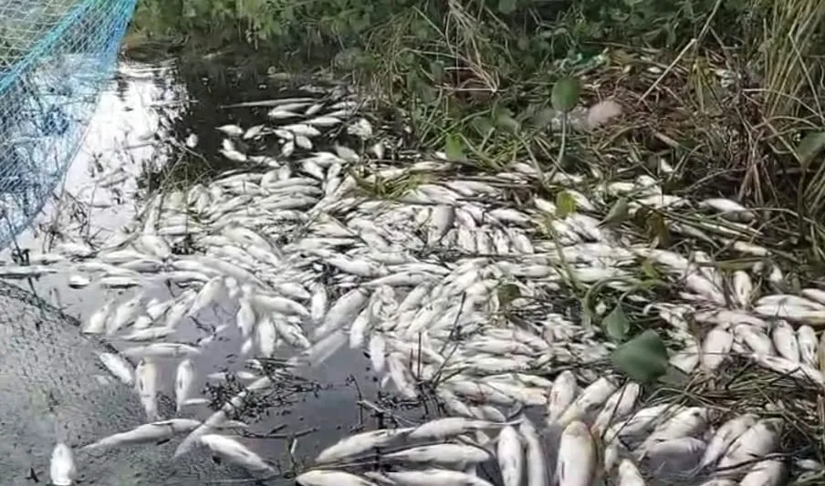 शांतिपुरी: धौराडैम में अज्ञात कारणों से मछलियां मरीं