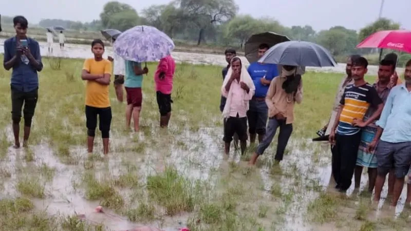 Jalaun News: आकाशीय बिजली गिरने से महिला व दो भैंसो की मौत, खेत पर बकरियां चराने गई थी