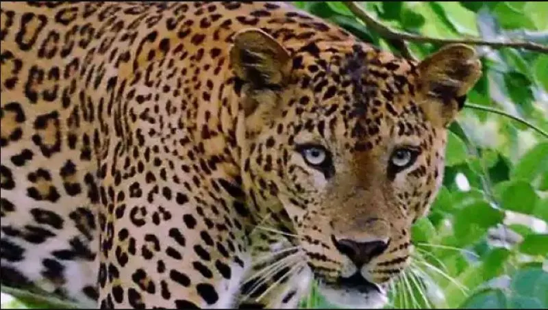 जसपुर: फार्म हाउस में घुसा गुलदार, पालतू कुत्ते को मारकर उठा ले गया 