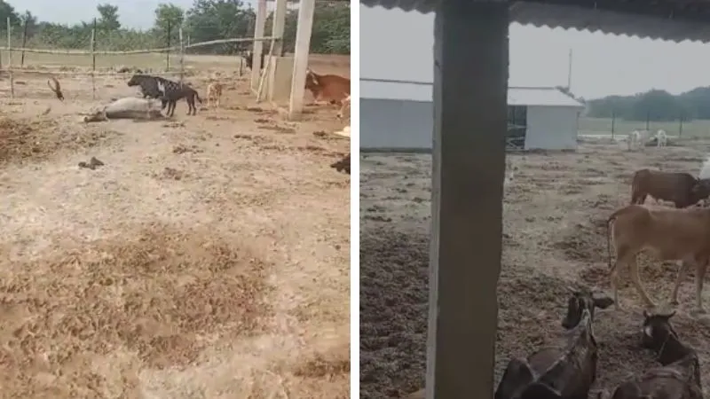 Kanpur Dehat: खुले में पड़े मृत गोवंशों को नोचते कुत्ते, वीडियो वायरल, गौशाला में खामियों का अंबार, लोगों में नाराजगी