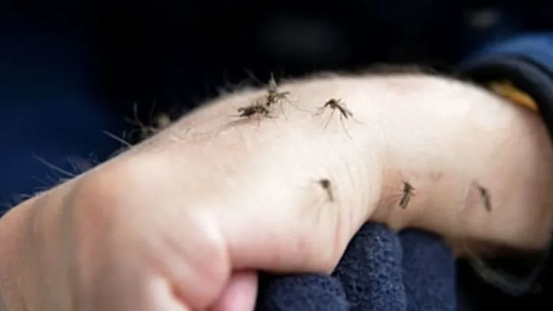 Kanpur News : मच्छरों का कहर, हाई रिस्क जोन में शहर... पर सिस्टम सोया, मच्छर से होती ये बीमारियां