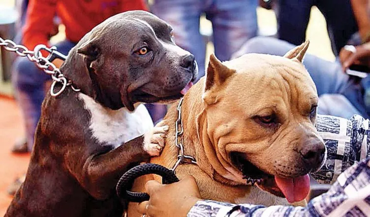 नैनीताल में बिना लाइसेंस के कुत्ते पाले तो लगेगा जुर्माना