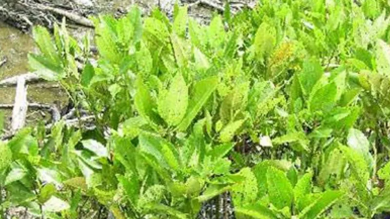 Kanpur News: इजरायल की तकनीक से तैयार होंगे रोगमुक्त पौधे, उद्यान विभाग ने नर्सरी के लिए जमीन चिह्नित की