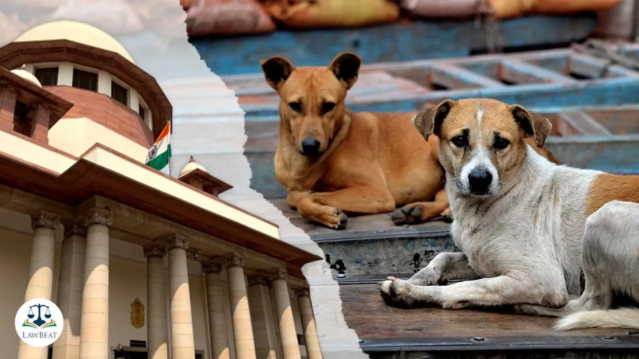 आवारा कुत्तों का कहर, किया वकील पर हमला, सुप्रीम कोर्ट चिंतित
