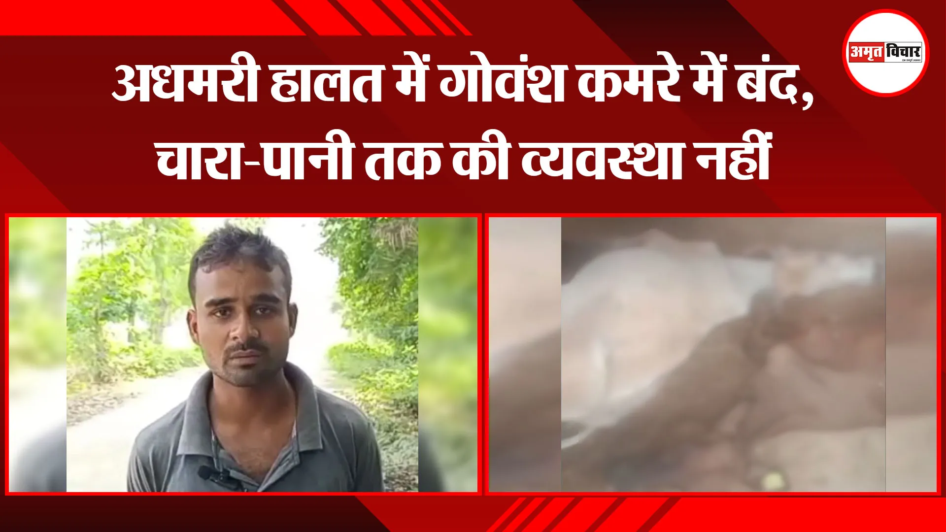 अयोध्या: अधमरी हालत में गोवंश कमरे में बंद, चारा-पानी तक की व्यवस्था नहीं