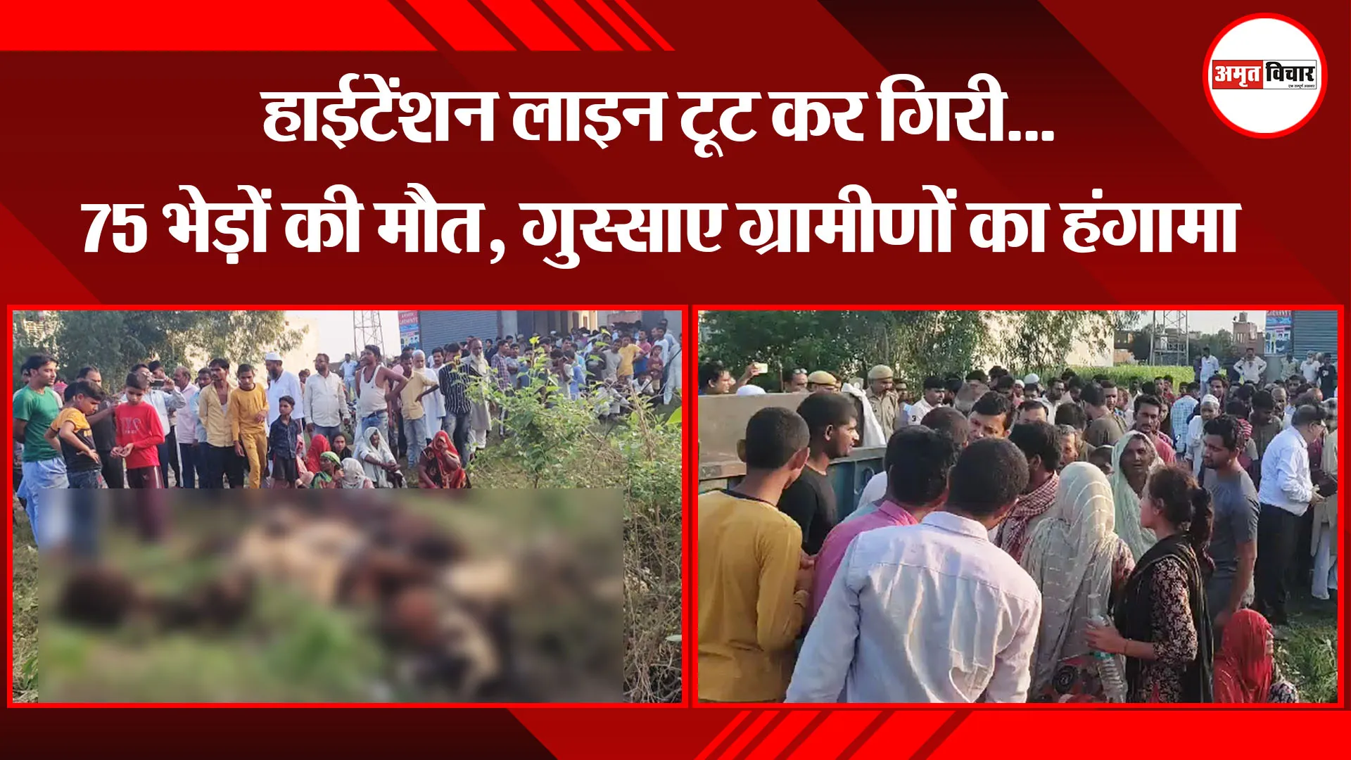 मुरादाबाद: हाईटेंशन लाइन टूट कर गिरी...75 भेड़ों की मौत, गुस्साए ग्रामीणों का हंगामा