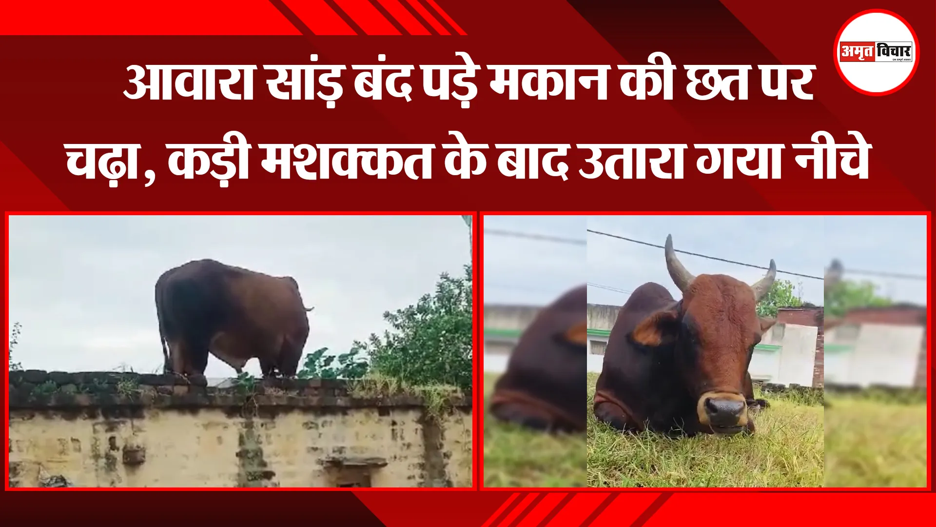 बरेली: आवारा सांड़ बंद पड़े मकान की छत पर चढ़ा, कड़ी मशक्कत के बाद उतारा गया नीचे