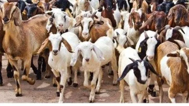 Unnao News: पशु पालक के हाथ-पांव बांध कर बदमाशों ने पीटा… खोल ले गये सात बकरियां, पशु पालक गंभीर रूप से घायल