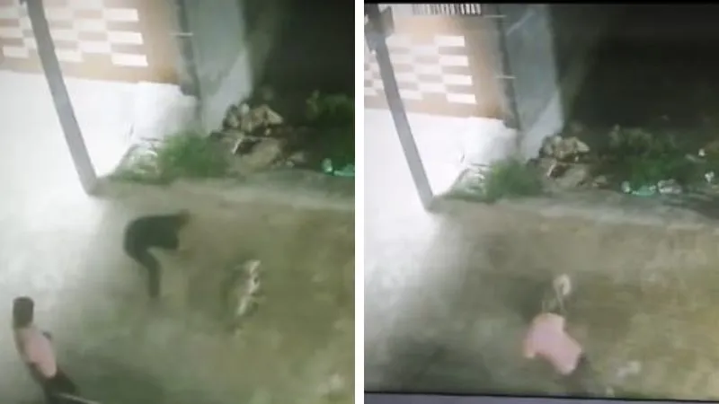 Unnao News : युवकों ने लोहे की रॉड से पीट-पीट कर कुत्तों को उतारा मौत के घाट, तीन पर FIR दर्ज, वीडियो वायरल