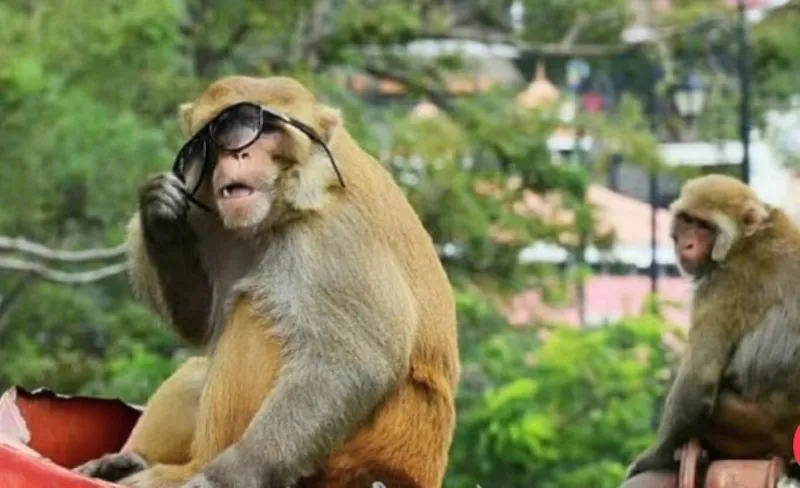 मुरादाबाद: बटुआ ले गया बंदर, चोरी का आरोप लगा थाने पहुंची महिलाएं