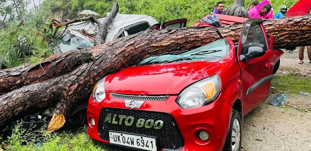 अल्मोड़ा: चीड़ का विशालकाय पेड़ गिरने से दो आल्टो, एक स्कूटी क्षतिग्रस्त 