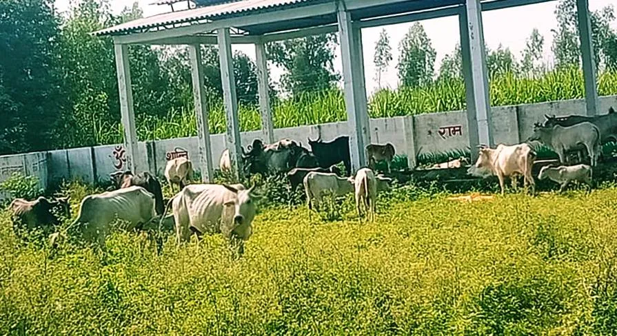 लखीमपुर खीरी: ग्रामीणों ने गौवंशीय पशुओं को मुक्तिधाम और गल्ला मंडी में किया बंद