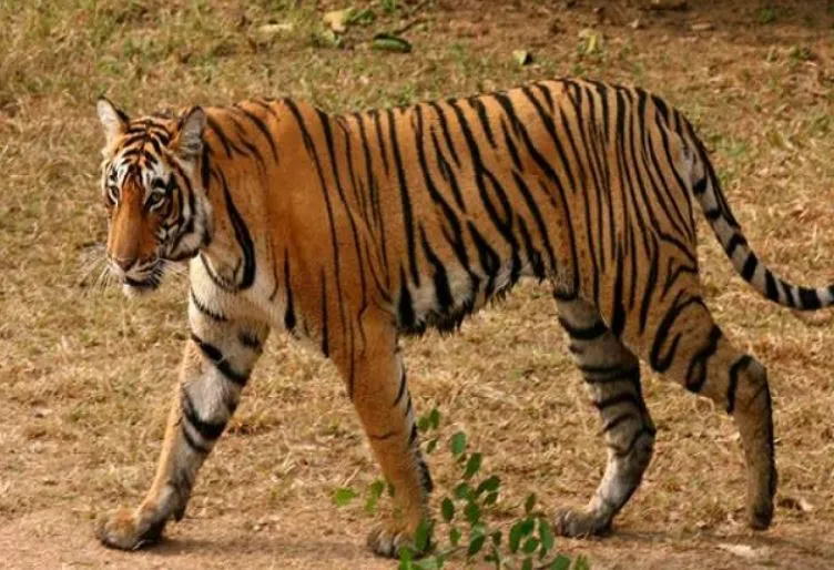 लखीमपुर-खीरी: फुलकारी पैलेस के पास दिखा बाघ, ग्रामीणों में दहशत 