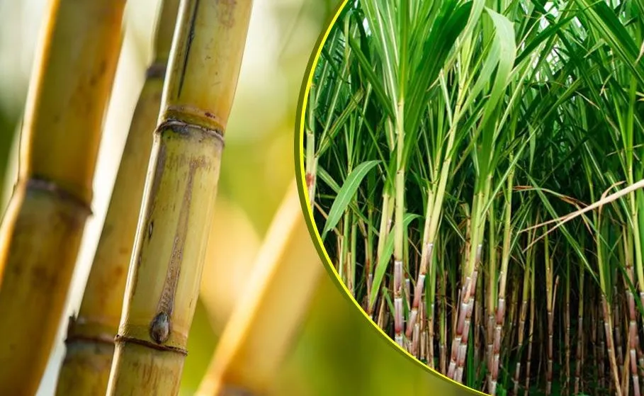 बरेली: नए पेराई सत्र की तैयारी, पुराने का करोड़ों का गन्ना भुगतान बकाया