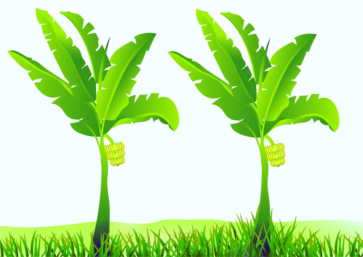 नैनीताल: नंदा देवी महोत्सव - मूर्ति निर्माण के लिए हल्द्वानी से लाया जाएगा कदली वृक्ष