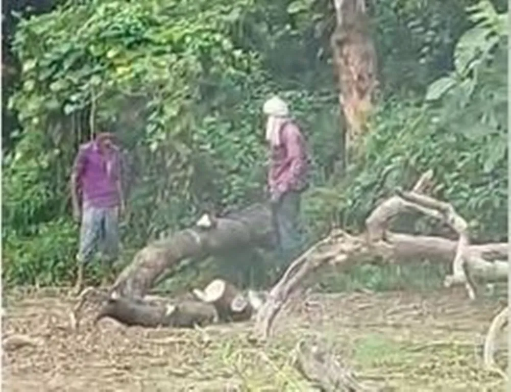 बरेली: अवैध रूप से हो रही शीशम के पेड़ की कटाई, वीडियो वायरल