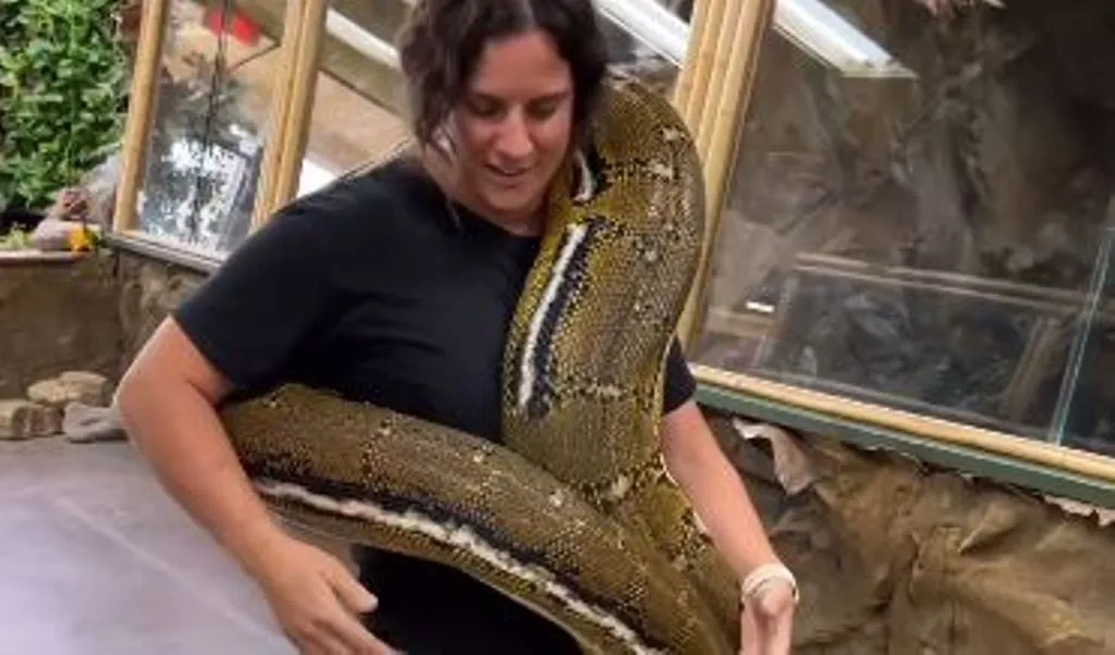 VIRAL VIDEO: महिला ने बिना डरे कंधे पर उठाया विशाल अजगर, वीडियो देख यूजर्स की सिट्टी-पिट्टी गुल 