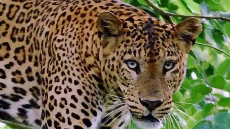 हल्द्वानी: वन टीम ट्रैंकुलाइज करने पहुंची, गुलदार वायर तोड़कर भाग गया