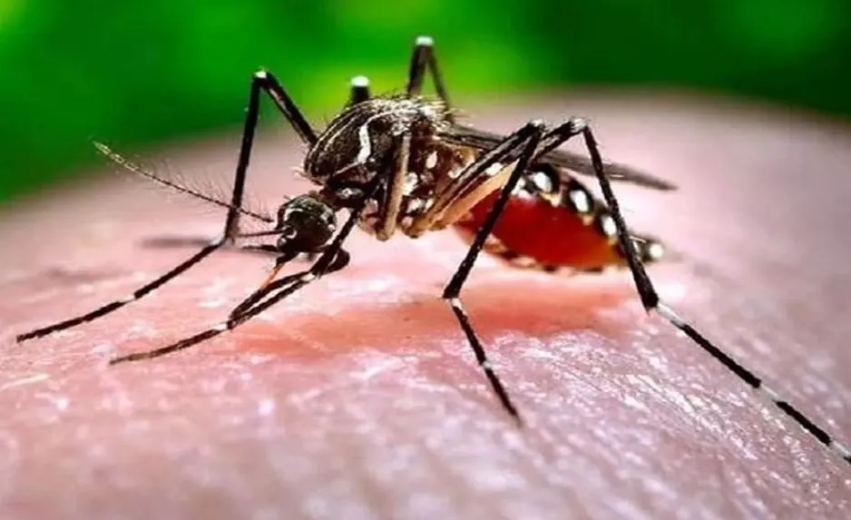 बरेली: जिले में बढ़ रहे मलेरिया और डेंगू के मरीज, जिला अस्पताल में बढ़ाए गए बेड 