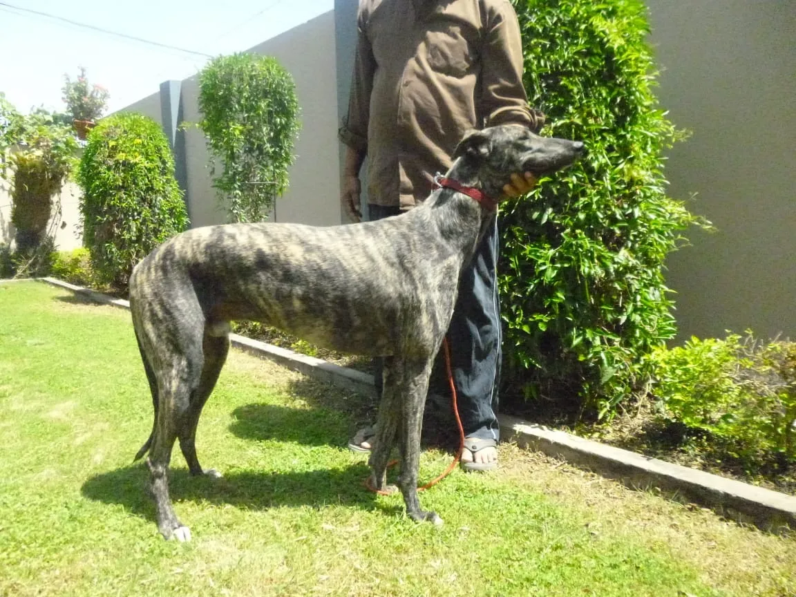 डॉग प्रेमी इरशाद अली खां 3