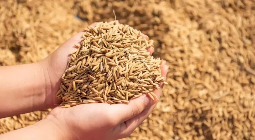 शाहजहांपुर: धान खरीद: सेंटर हथियाने को साठगांठ में लग गए ठेकेदार