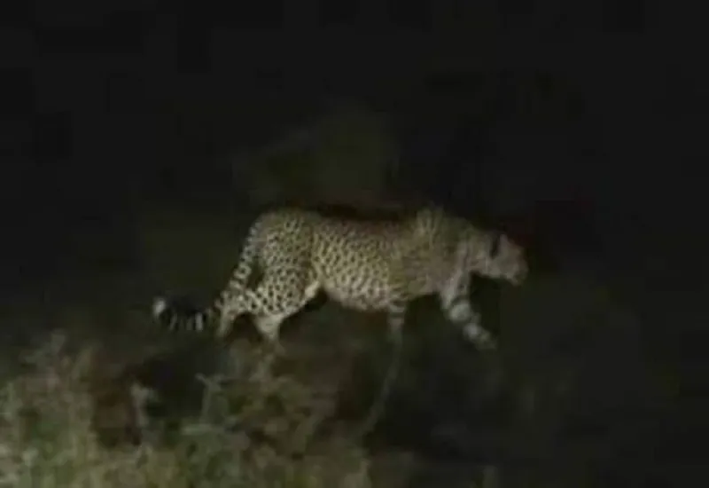 रामपुर : आलियागंज के पास जंगल में देखा गया तेंदुआ, फोटो सोशल मीडिया वायरल